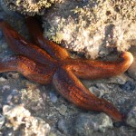 a red starfish in wedged in between two gray rocks