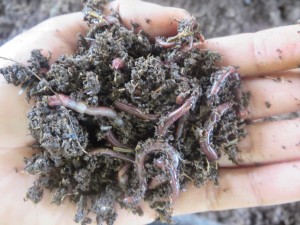 A hand is shown holding dirt teeming with earthworms